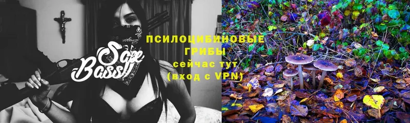 Псилоцибиновые грибы Psilocybe  Новомичуринск 